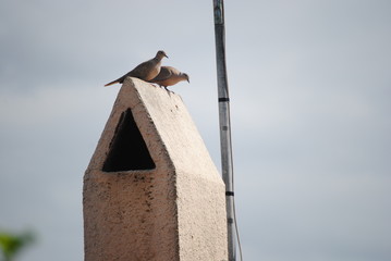 Tourterelles,