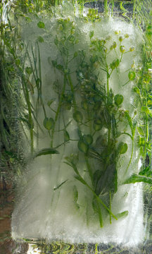 Background of wild flowers frozen in ice