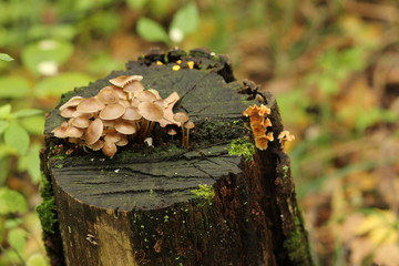 mushrooms on tree