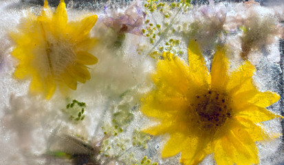 Background of sunflower  flower   frozen in ice