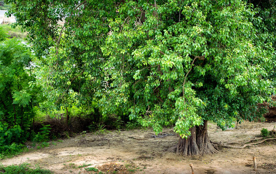 This is a big peepal tree. Peepal tree gives oxygen 24 hours. Peepal is also worshiped