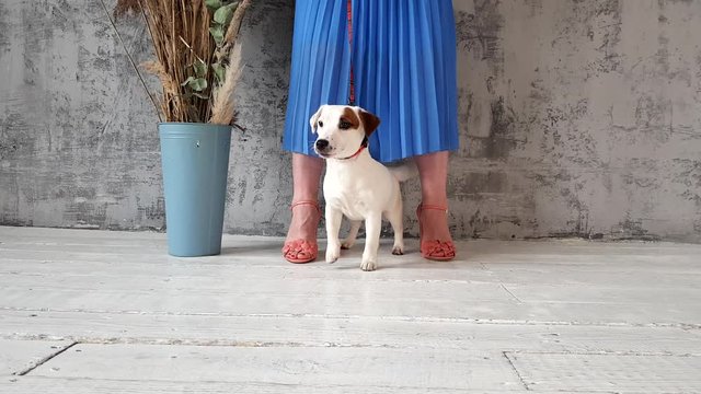 Puppy on the background of the woman's legs