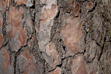 Tree bark texture of Pinus silvestris or Scots pine with beautiful rough cracked pattern