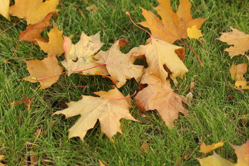 autumn leaves on wooden background