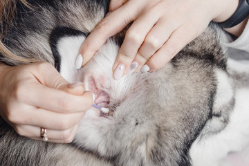 Female hands with white nails cleaning dog ear with cotton swab