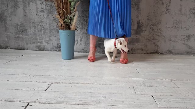 Puppy on the background of the woman's legs