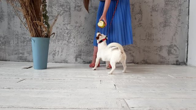Puppy on the background of the woman's legs