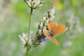 Papillon