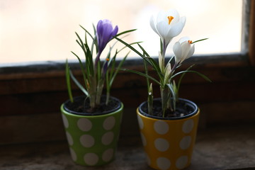 Tulip, flowering, spring, beautiful, one, garden, Park, Tulip, flower, spring, red, tulips, nature, garden, field, flowers, green, pink, beauty, flowering, plant, colorful, summer, flora, flowering, b