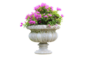 The blossoming pink flowers in old pots isolated on white
