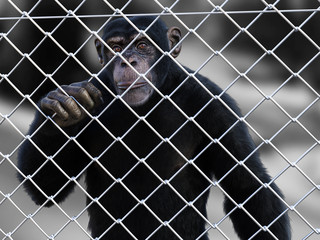 3D rendering of a chimpanzee trapped behind a fence.