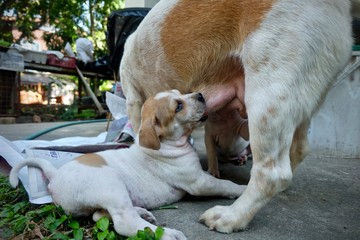 Breastfeeding puppies