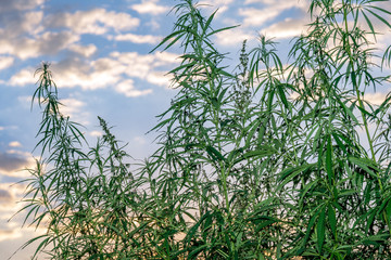 Cannabis leaf, medical marijuana. Cannabis flowers and seeds in green field with back light. Marijuana plant leaves growing high.