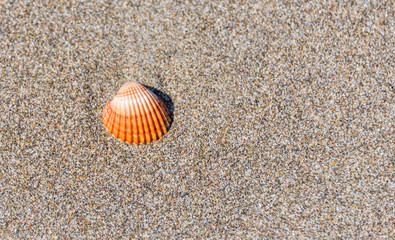 Orange and White Shell on a Sandy Beach Isolated