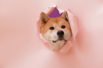 Cute Akita Inu dog visible through hole in torn color paper