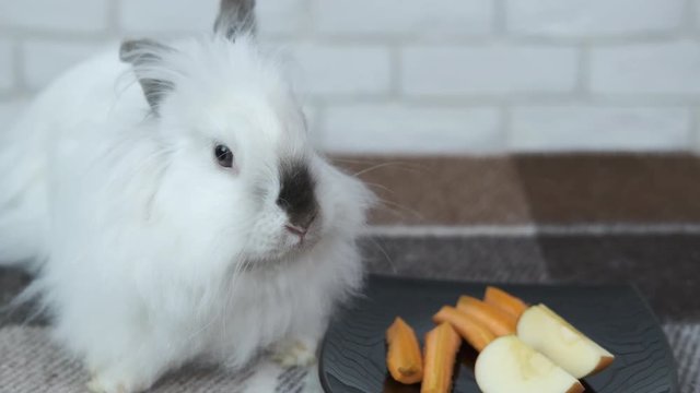 Rabbit with a carrot. A beautiful white rabbit eats a carrot and an apple.