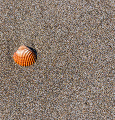 Orange and White Shell on a Sandy Beach Isolated