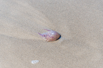 Jelly Fish Washed Ashore on a Sandy Beach