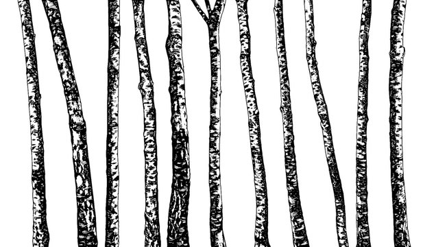 Set of Birch Trees. Hand Drawn In Sketch Style. Nature Template. Freehand Drawing. Vector. Illustration. Isolated On White Background.