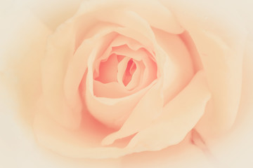 Close-up of cream rose in soft style for background. Pastel and soft floral card.