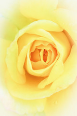 Delicate yellow rose in soft style for background. Pastel and soft floral card.