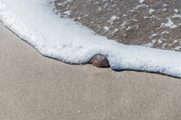 Jelly Fish Washed Ashore on a Sandy Beach