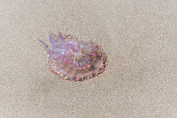 Jelly Fish Washed Ashore on a Sandy Beach