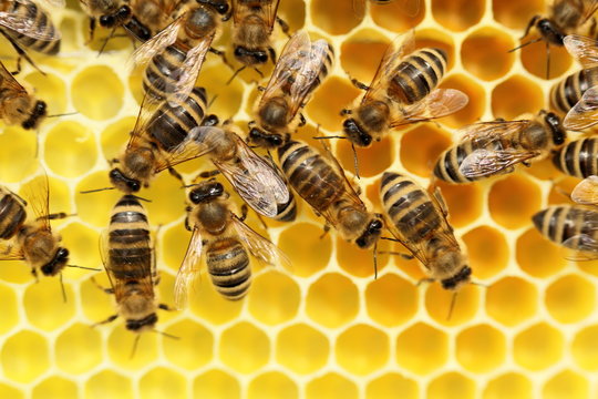 Bienen im Bienenstock