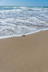 Jelly Fish Washed Ashore on a Sandy Beach
