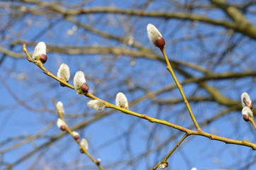 Foto Sobieniak © Szymon