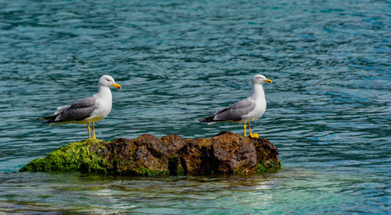 Couple of seagulls on the rocks