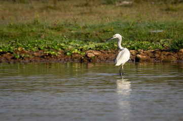  Little Egret or Egretta garzetta