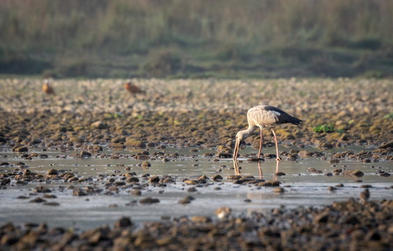 Asian Openbill Stork or Anastomus oscitans Alongside River