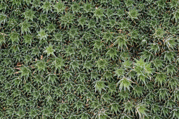 Full frame abstract natural background of green succulent plant (Abromeitiella brevifolia or Deuterocohnia brevifolia), top view.