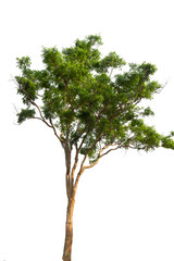 Isolated tree on white background