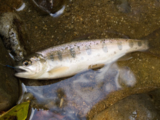 ヤマベ 釣り やまべ