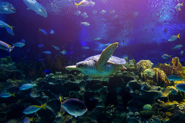 Fototapeta na wymiar Green sea turtle in deep blue seawater .Snorkeling with sea turtle. turtle with sunburst in background underwater.Closeup of green sea turtle on coral reef