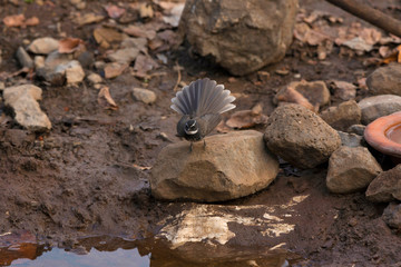 White-spotted fantail, Rhipidura albogularis, Sinhagad valley, Pune district, Maharashtra, India.