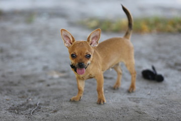 Chihuahua, nature, street, dog, nature, puppy, Dog, animal, pet, puppy, brown, cute, breed, dog, mammal, isolated, sitting, Chihuahua, white, small, Pets, puppy, dog, adorable, grass, friend, funny, p