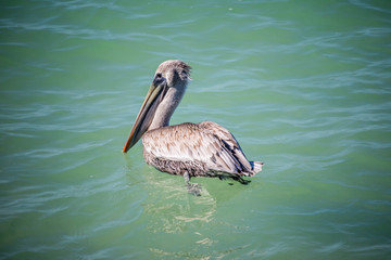 A Brown Pelican swimming around in Brandeton, Florida