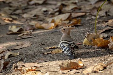 Eurasian Hoopoe or the Upupa epops
