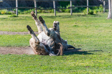 Donkey Rolling in the Dirt on a Sunny Day