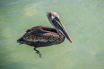 A Brown Pelican swimming around in Brandeton, Florida