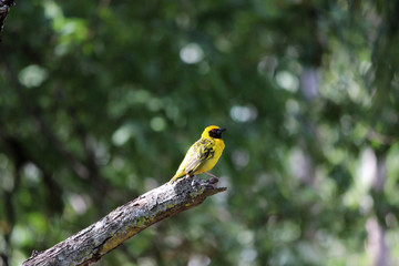 Village weaver, Ploceus cucullatus, Cascavelle, Mauritius.
