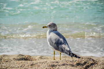 A Ring-billed Gull in Brandeton, Florida