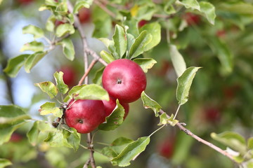 red apples on tree