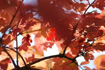 autumn leaves on black background