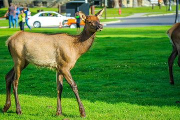 A Female Elk in Yellowstone National Park, Wyoming