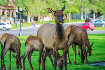 Fototapeta premium A Female Elk in Yellowstone National Park, Wyoming