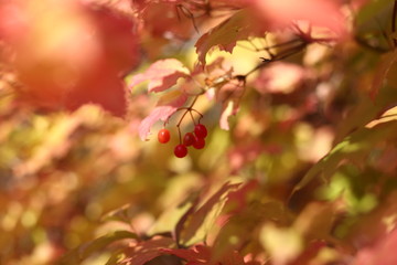 autumn leaves on tree